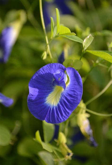 Blue pea flower ... Clitoria ternatea | Flowering vines, Pea flower ...