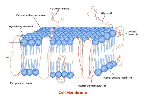 Premium Vector | Detailed Diagram Models of Human Cell Membrane ...