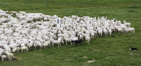 File:Cologne Germany Flock-of-sheep-01.jpg