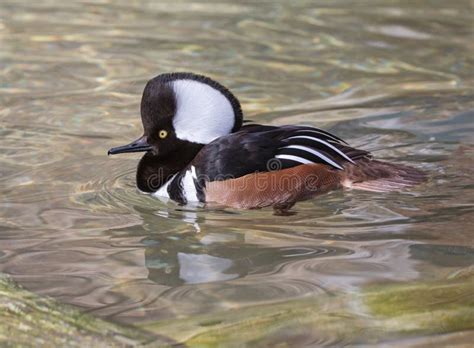 Hooded Merganser Duck Male Flying Stock Image - Image of bird, brown ...