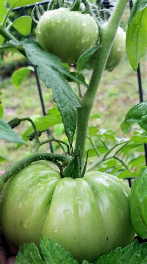 Growing Tomatoes in Florida - Homegrown Tomatoes