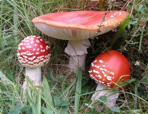 Amanita muscaria l The Fly Agaric