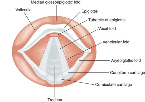 Intubation procedure: Video - MedchromeTube