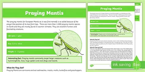 Orchid Mantis Habitat - Twinkl Teaching Wiki - Twinkl