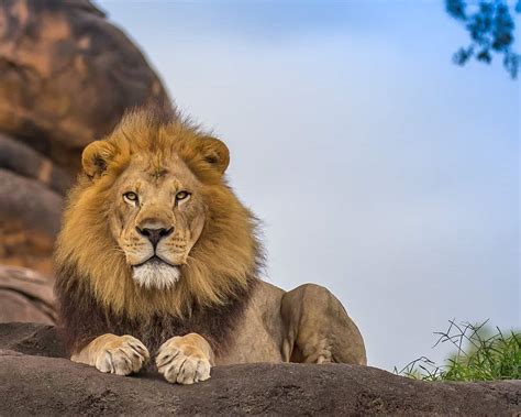 Top 5 Reasons Lions Are Considered King of the Jungle - A-Z Animals