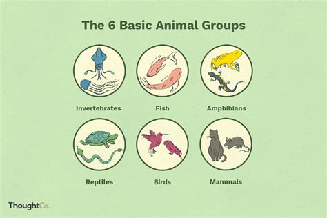 The 6 Basic Animal Groups