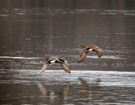 gadwall duck pair : r/Waterfowl