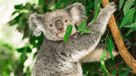 A koala's diet would kill most mammals. Their genome reveals how they ...