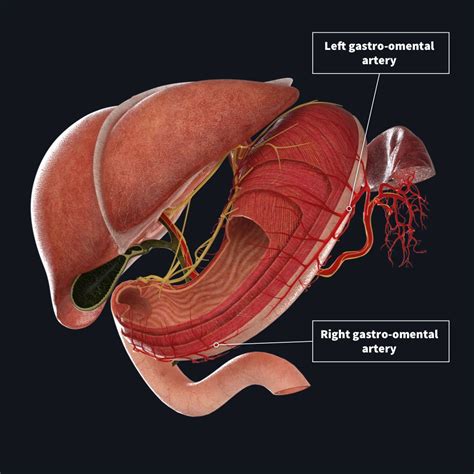 Arterial supply to the stomach | Complete Anatomy