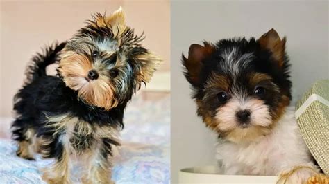 Yorkie Colors | Complete List of All Recognized Yorkie Coat Colors