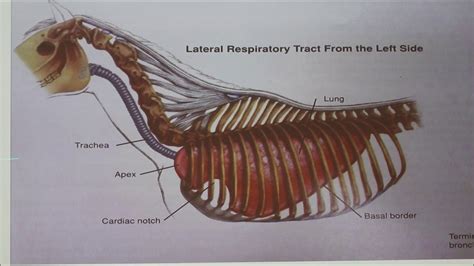 Normal and Abnormal Pulmonary Function in the Horse - YouTube