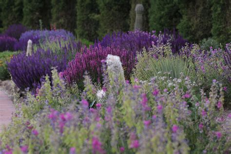 Salvia | Plants, Native plants, Drought tolerant plants