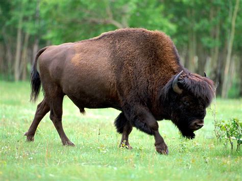 The Buffalo or Bison | Animals Lover