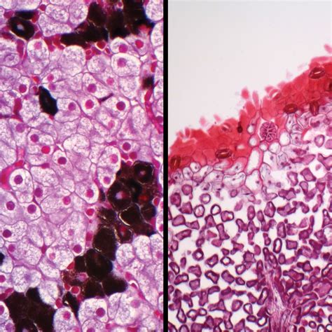 Typical Animal and Plant Cells, sec., Individual Microscope Slide ...