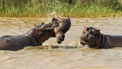 Hippo Tossing Baby 3 2015 05 06 | Baby hippo, Animals, African animals