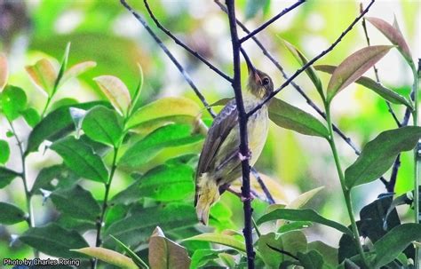 Bird Watching, Wildlife Watching and Sightseeing Tour in Kerinci Seblat ...