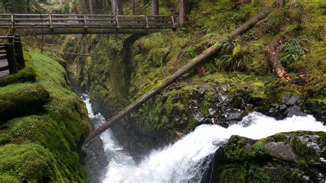 Hoh Rain Forest Hall of Moss - Washington | AllTrails.com