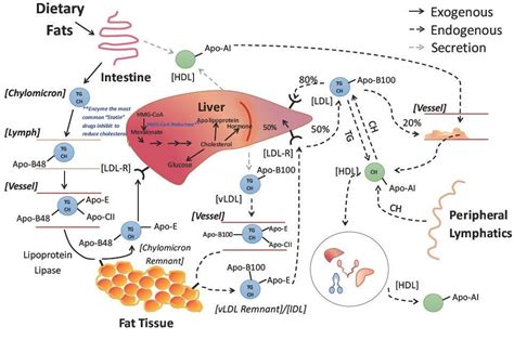 Lipid Metabolism and Enzymes - Creative Diagnostics