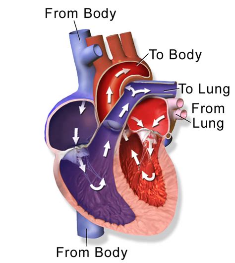 Systemic Circulation Heart