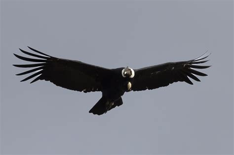 Iconic wildlife of Patagonia: The Andean Condor - Leona Amarga ...