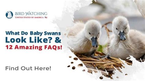 What Do Baby Swans Look Like? & 12 Amazing FAQs!