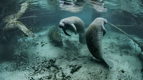 Manatees are no longer endangered, and not everyone's happy about it