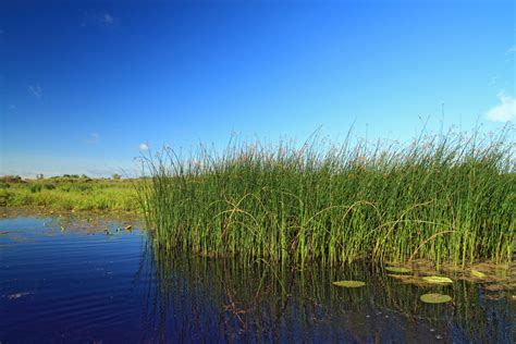 Wetland Plants: How to Use Them in Your Landscape ~ Bless My Weeds