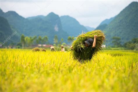 Rice harvesting in Vietnam – Stock Editorial Photo © gnomeandi #101672814