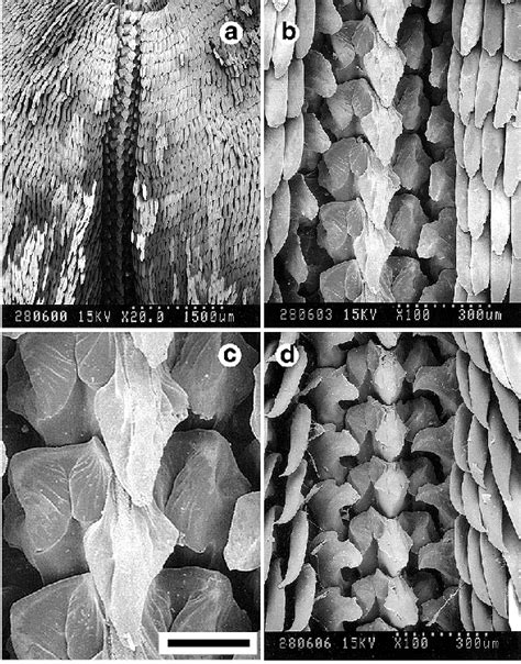 SEMs of radula of paratype. (a). Low magnification view of radula ...