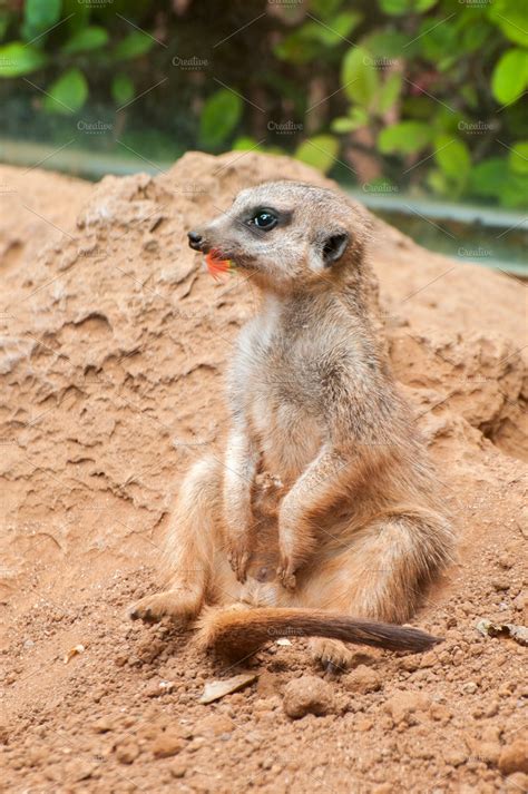 meerkat habitat | High-Quality Animal Stock Photos ~ Creative Market