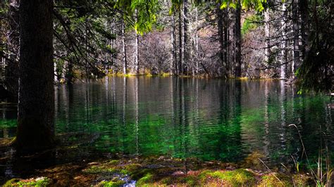 Forest With Lake Moss And Trees 4K 8K HD Nature Wallpapers | HD ...