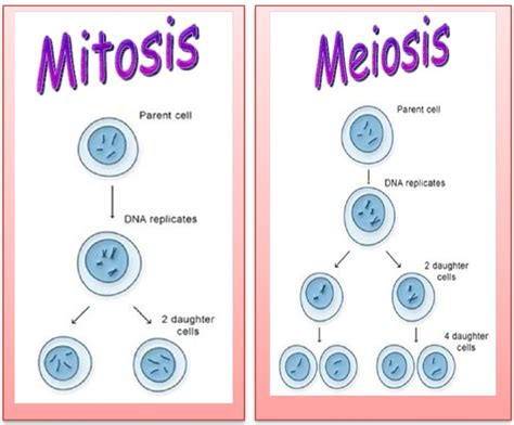 Lesson Plan of Cell Division General Science Grade VIII | Effective and ...