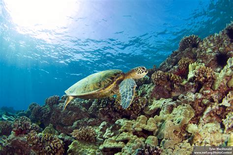 Ridley Me This, Sea Turtle - The National Wildlife Federation Blog