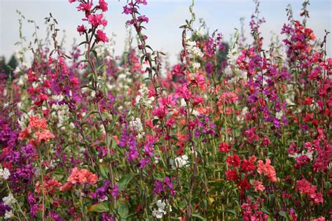 Silver Falls Seed Company - Clarkia - Mountain Garland Formula Mix