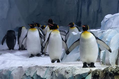 Detroit Zoo's massive penguin center reopens after 2 years | AP News