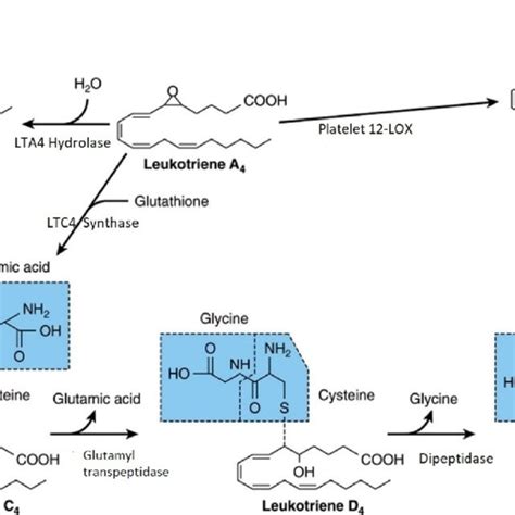 Leukotriene A4 biosynthesis by an epoxide ring formation. | Download ...