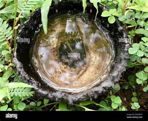 Mosquito breeding ground hi-res stock photography and images - Alamy