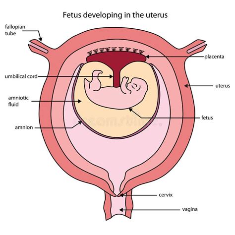 Anatomy Of Pregnant Uterus | Images and Photos finder