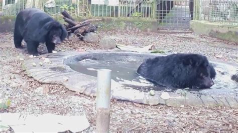 Moon bears rescued from 18 years of hell in a bile farm on the road to ...