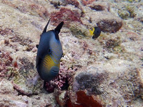 Nature Notes – Black Triggerfish – Ascension Island Government