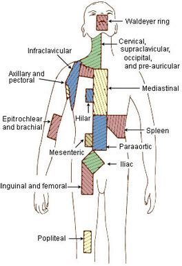 Regional Lymph Nodes | SEER Training