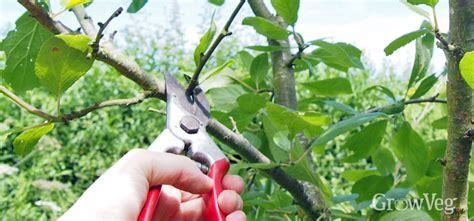 Keep Plum Trees Healthy and Productive With Summer Pruning