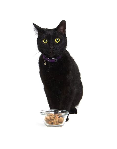 SMACK FOR CATS PURRFECT PORK 250G - Back To The Bone