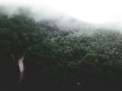 Online crop | HD wallpaper: landscape photography of rain forest ...