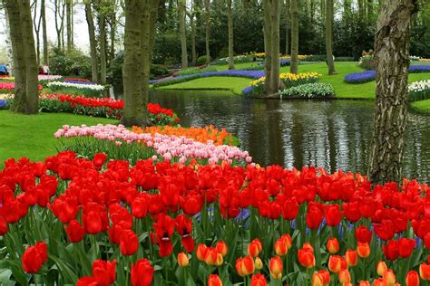 Keukenhof 2024 - Kaila Mariele