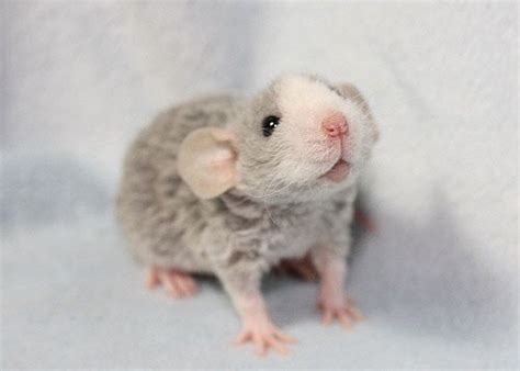 Pin on Animals | Pet rats, Baby animals, Cute rats