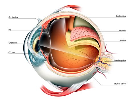 Partes y Funcionamiento del Ojo - Clínica Dr. Soler | Innova