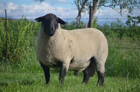 Suffolk Sheep Breeders - Hatari Farming