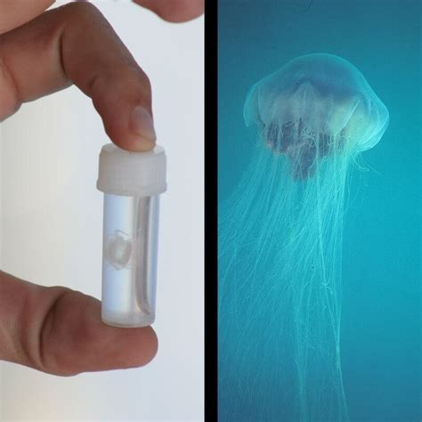 Are Jellyfish Older Than Dinosaurs? And 7 Other Fascinating Facts