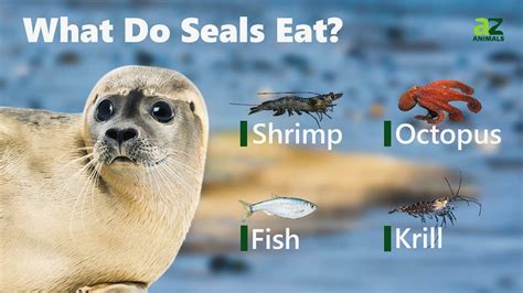 What Do Seals Eat? - A-Z Animals